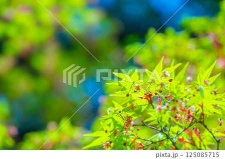 モミジの若葉と可憐な花 125085715
