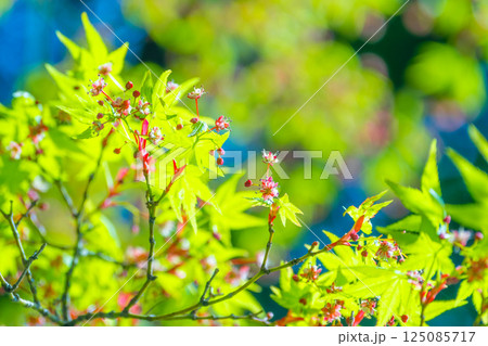 モミジの若葉と可憐な花 モミジの若葉と可憐な花 125085717