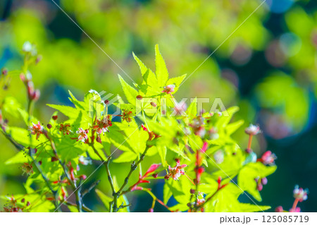 モミジの若葉と可憐な花 125085719