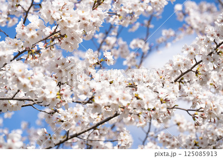 満開の桜 満開の桜 125085913