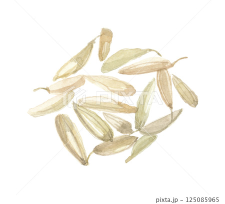 水彩で描いた麦門冬 バクモンドウ ジャノヒゲの根 水彩で描いた麦門冬 バクモンドウ ジャノヒゲの根 125085965