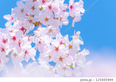 ソメイヨシノの背景素材 ソメイヨシノの背景素材 125085994