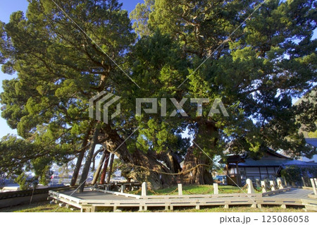 小豆島・宝生院（ほうしょういん）のシンパク/国指定天然記念物/樹齢約1600年 125086058