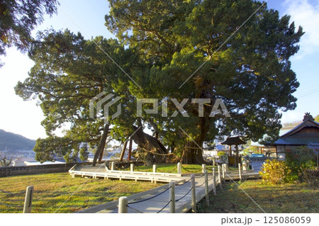 小豆島・宝生院(ほうしょういん)のシンパク/国指定天然記念物/樹齢約1600年 小豆島・宝生院(ほうしょういん)のシンパク/国指定天然記念物/樹齢約1600年 125086059