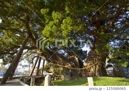 小豆島・宝生院(ほうしょういん)のシンパク/国指定天然記念物/樹齢約1600年 小豆島・宝生院(ほうしょういん)のシンパク/国指定天然記念物/樹齢約1600年 125086060