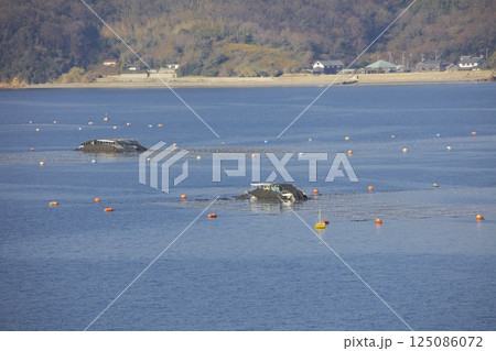 小豆島・坂手港を出港するジャンボフェリー「あおい」からみる海苔の養殖の収穫 小豆島・坂手港を出港するジャンボフェリー「あおい」からみる海苔の養殖の収穫 125086072
