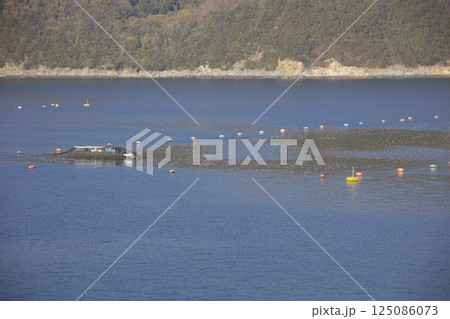 小豆島・坂手港を出港するジャンボフェリー「あおい」からみる海苔の養殖の収穫 125086073