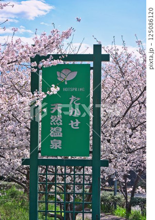 桜満開のたかせ天然温泉 125086120