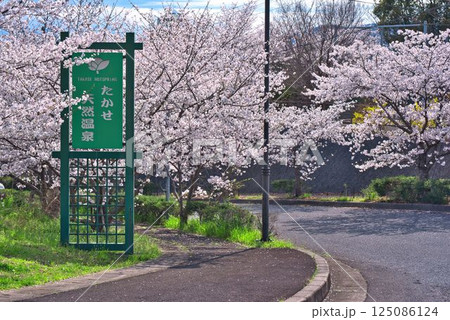 桜満開のたかせ天然温泉 125086124