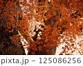 京都の智積院の紅葉 京都の智積院の紅葉 125086256