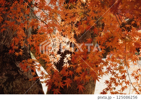 京都の智積院の紅葉 125086256