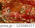 京都の智積院の紅葉 京都の智積院の紅葉 125086257