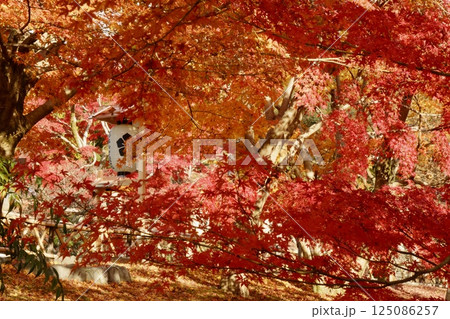 京都の智積院の紅葉 125086257