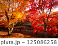 京都の智積院の紅葉 京都の智積院の紅葉 125086258