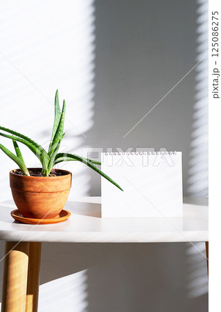 Aloe Succulent in Clay Pot and Blank Notebook on White Table with Blinds Shadow. Spring Mockup. 125086275