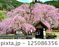 バス停と枝垂桜 125086356