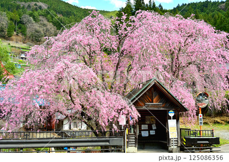 バス停と枝垂桜 125086356