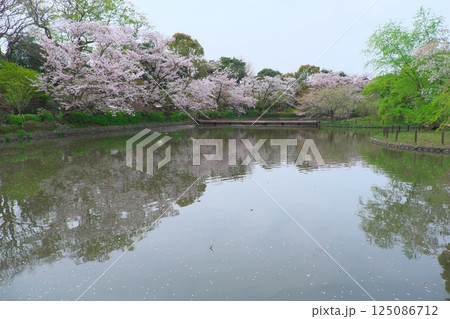 鎌倉鶴岡八幡宮源氏池の桜 125086712