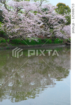 鎌倉鶴岡八幡宮源氏池の桜 鎌倉鶴岡八幡宮源氏池の桜 125086713