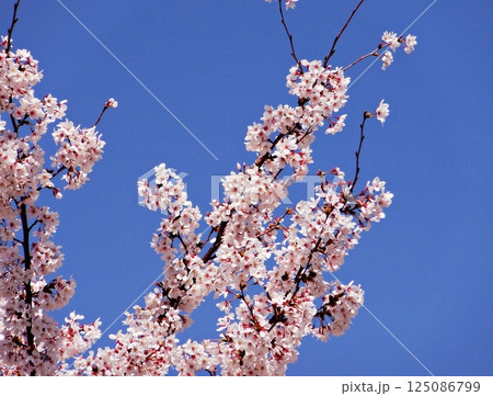 cherry blossoms blooming in spring 125086799