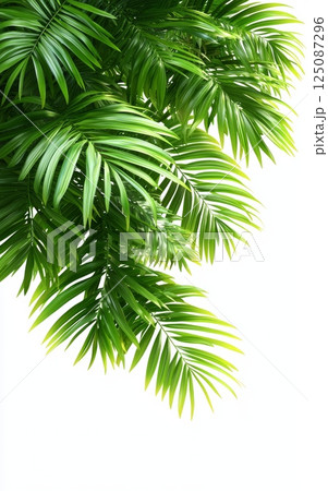 Lush Green Palm Leaves on Transparent Background with Peaceful Vibe 125087296