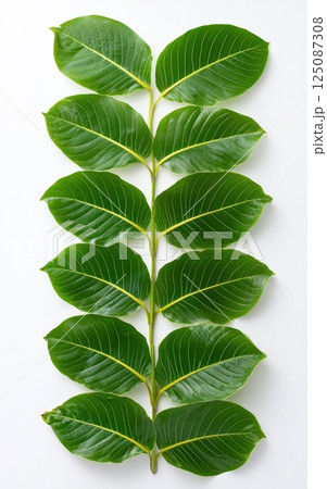 Peaceful Philodendron Leaf Arrangement on Transparent Background for Design Projects Peaceful Philodendron Leaf Arrangement on Transparent Background for Design Projects 125087308