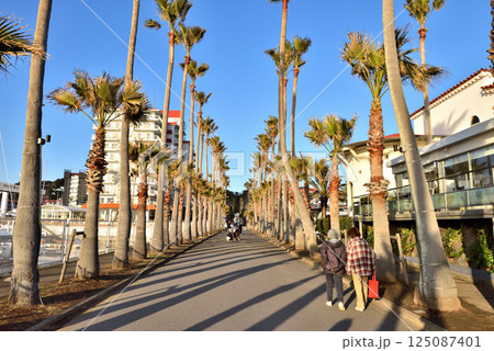 逗子マリーナを囲む椰子の木並木 125087401