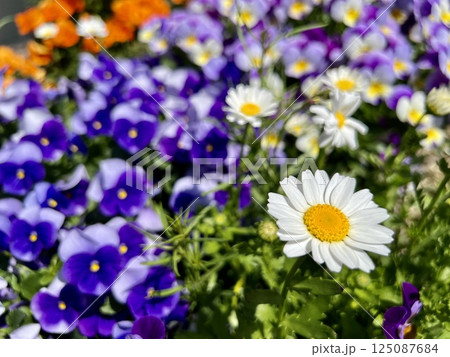 春の花壇に咲くカンシロギクの白い花 125087684