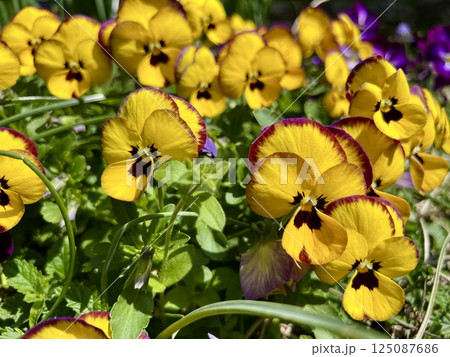 満開の黄色いパンジー 125087686