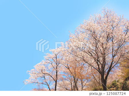 桜の名所吉野山の山桜 125087724
