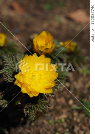 春を告げる福寿草の花 125087740