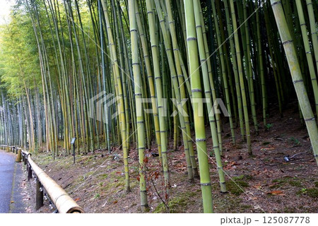 ずっと続く竹林の風景 ずっと続く竹林の風景 125087778
