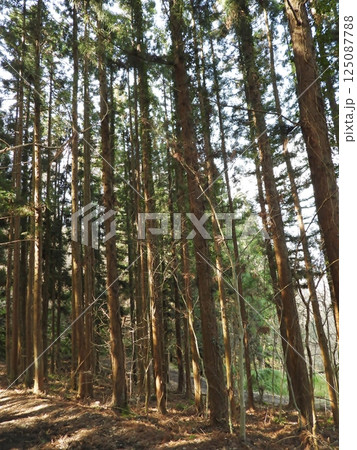 森の山道に朝陽射す 森の山道に朝陽射す 125087788