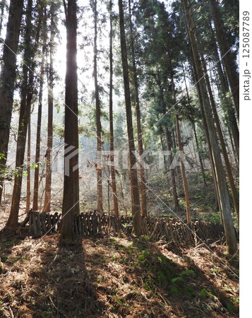 椎茸の原木栽培地の森を照らす朝陽 椎茸の原木栽培地の森を照らす朝陽 125087789