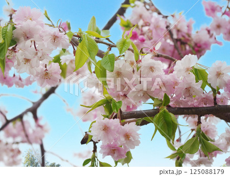 　桜の花びら 青い空と桜 桜の花 開花 散歩道   125088179