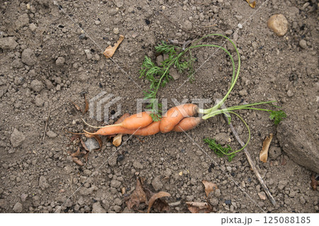 Unique twisted carrot in natural garden setting Unique twisted carrot in natural garden setting 125088185