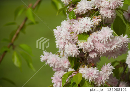 Blooming Pink Cherry Blossom Flowers on a Tree Branch in Springtime Sunlight 125088191