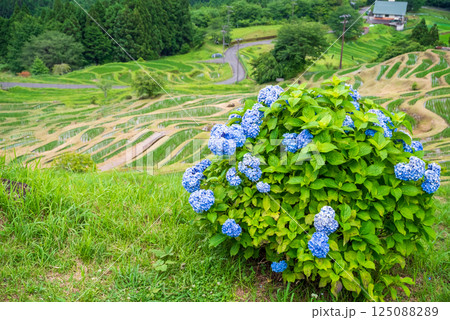 アジサイ咲く田植えシーズンの丸山千枚田(三重県熊野市) アジサイ咲く田植えシーズンの丸山千枚田(三重県熊野市) 125088289