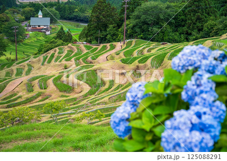 アジサイ咲く田植えシーズンの丸山千枚田（三重県熊野市） 125088291