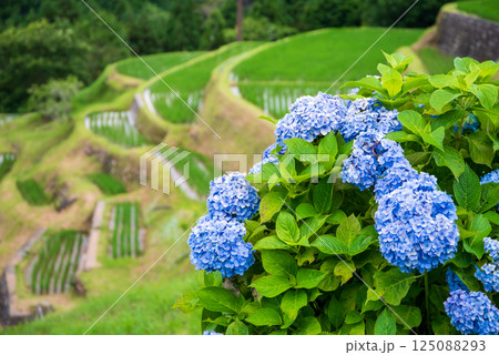 アジサイ咲く田植えシーズンの丸山千枚田（三重県熊野市） 125088293