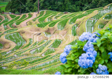 アジサイ咲く田植えシーズンの丸山千枚田（三重県熊野市） 125088296