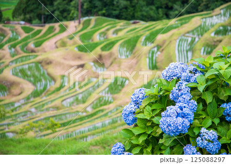アジサイ咲く田植えシーズンの丸山千枚田(三重県熊野市) アジサイ咲く田植えシーズンの丸山千枚田(三重県熊野市) 125088297