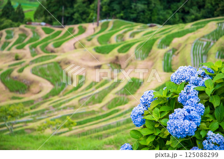 アジサイ咲く田植えシーズンの丸山千枚田（三重県熊野市） 125088299