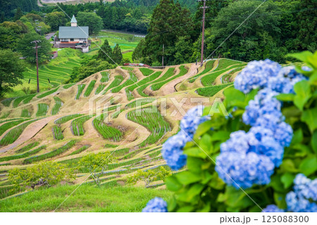 アジサイ咲く田植えシーズンの丸山千枚田(三重県熊野市) アジサイ咲く田植えシーズンの丸山千枚田(三重県熊野市) 125088300