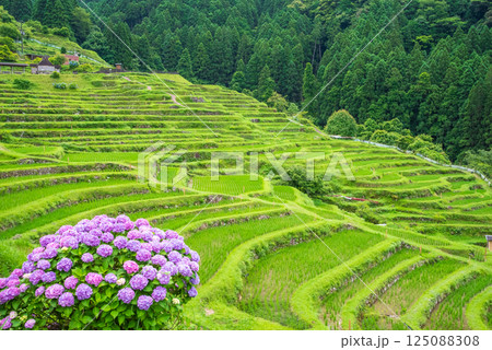 アジサイ咲く田植えシーズンの丸山千枚田（三重県熊野市） 125088308