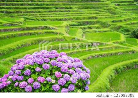 アジサイ咲く田植えシーズンの丸山千枚田（三重県熊野市） 125088309