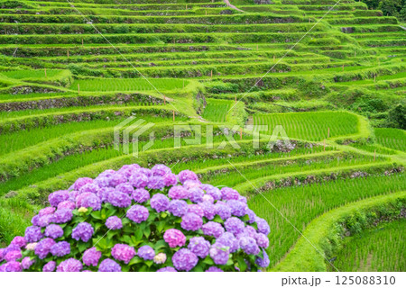 アジサイ咲く田植えシーズンの丸山千枚田（三重県熊野市） 125088310