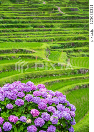 アジサイ咲く田植えシーズンの丸山千枚田（三重県熊野市） 125088311