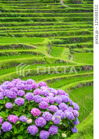 アジサイ咲く田植えシーズンの丸山千枚田(三重県熊野市) アジサイ咲く田植えシーズンの丸山千枚田(三重県熊野市) 125088312