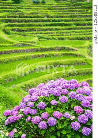 アジサイ咲く田植えシーズンの丸山千枚田(三重県熊野市) アジサイ咲く田植えシーズンの丸山千枚田(三重県熊野市) 125088313